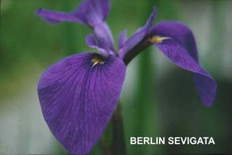 Berlin Sevigata, EinzelblÃ¼te