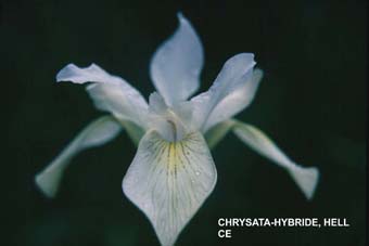 Helle Chrysata-Hybride