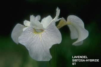 FrÃ¼he lavendelfarbene Sibtosa