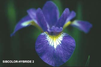 Sibcolor-Hybride 2