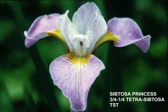 Sibtosa Princess