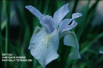 Teilweise tetraploide Chrysata-Hybride